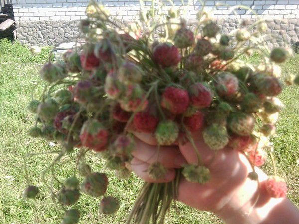 Ирина Ирина