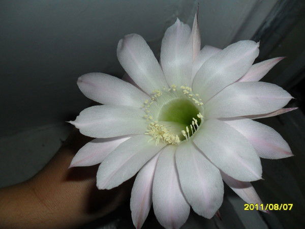 Ирина Салтыкова