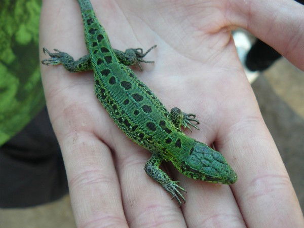 Наталья Краснова