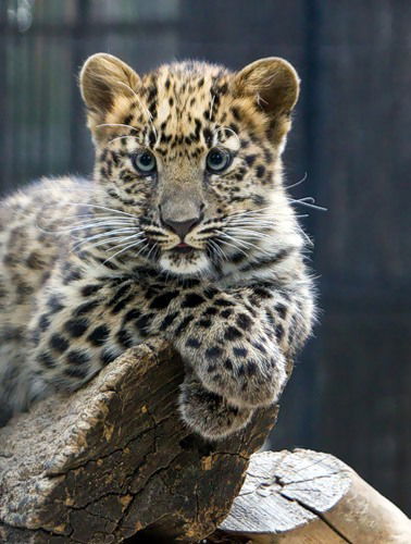 Виктория Солдатенко