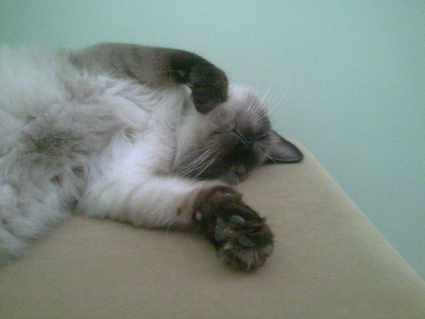 Олег Котович