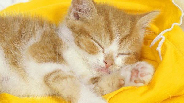 Оксана Смирнова