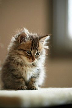 Дмитрий Алексеев