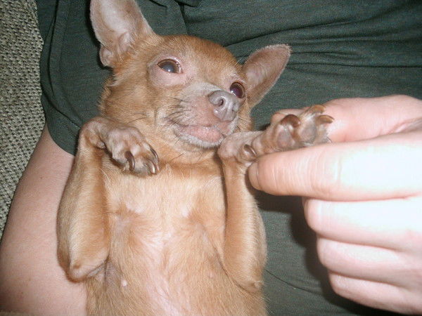 Ночной Гость