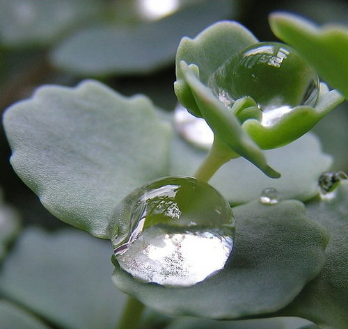 Татьяна Сорвилова