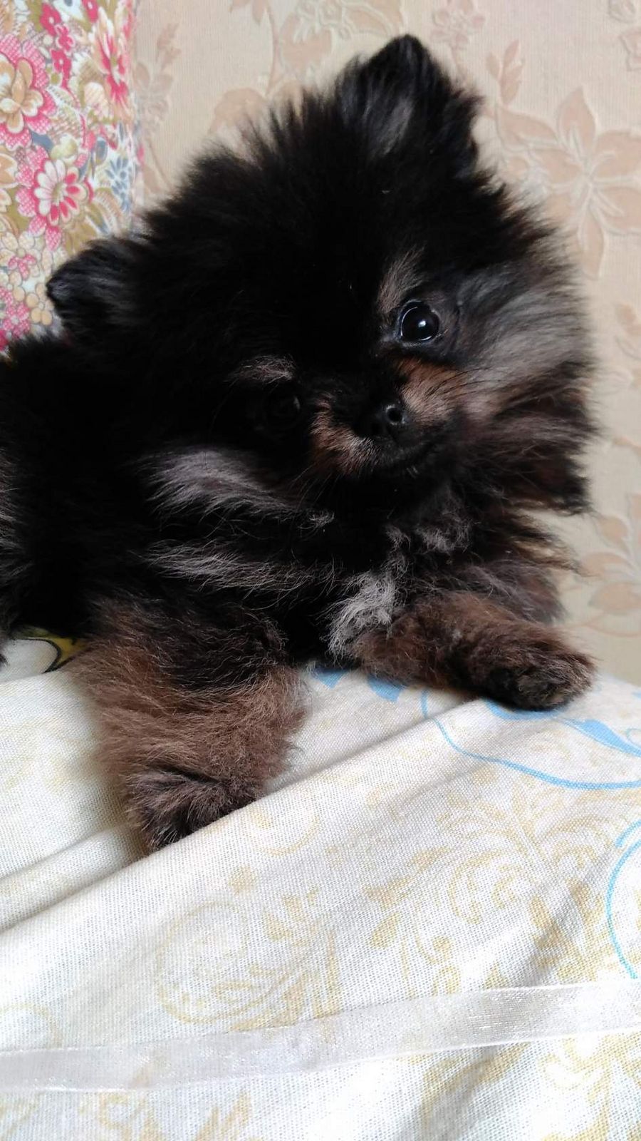 Мария Волкова