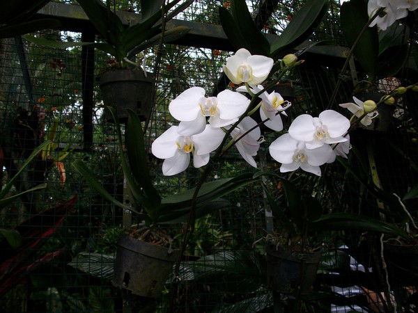 Ольга Первушова