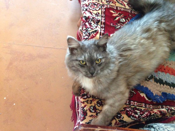 Алекс Алексов