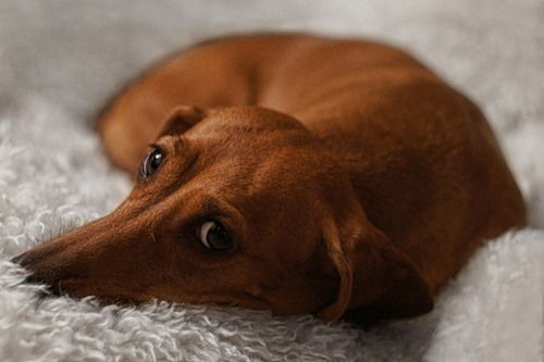 Вероника Рощупкина