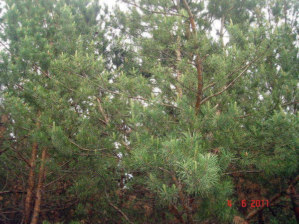 Дмитрий Афанасьев