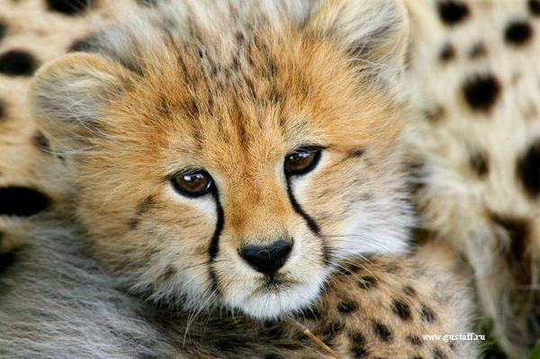 Николай Сааков