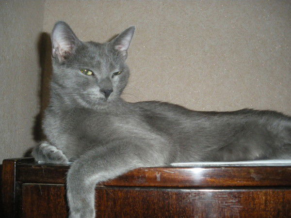 Светлана Бережко