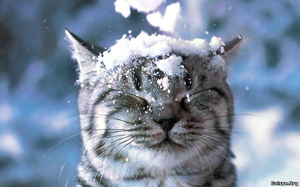 Ирина Карху