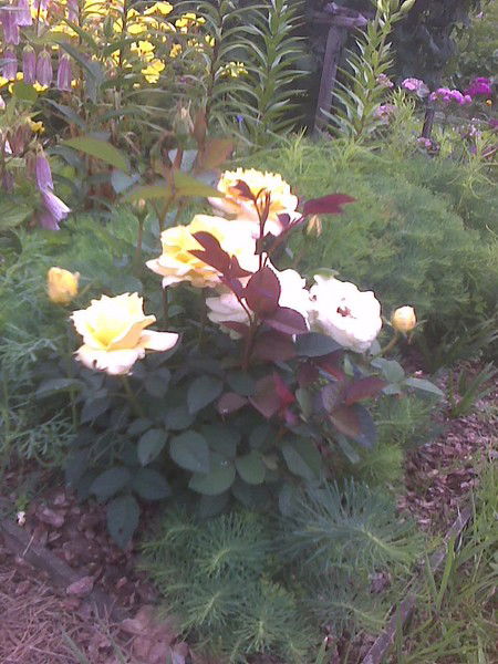 Елена Кандаурова