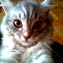 Кола Кока