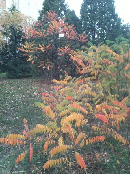 Леник Барленик