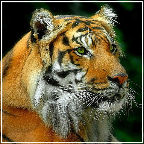 Классный Мэн