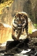 ***алексей ***