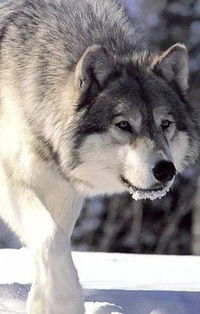 Тёма Якимов