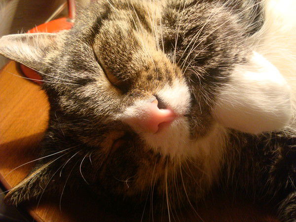 Артём Шильненков