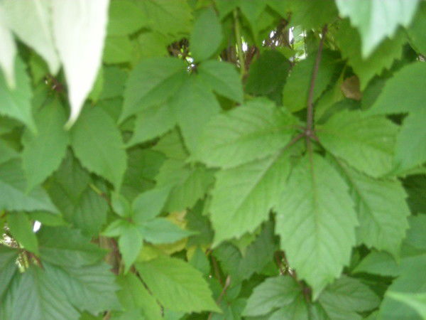 Татьяна Парамонова