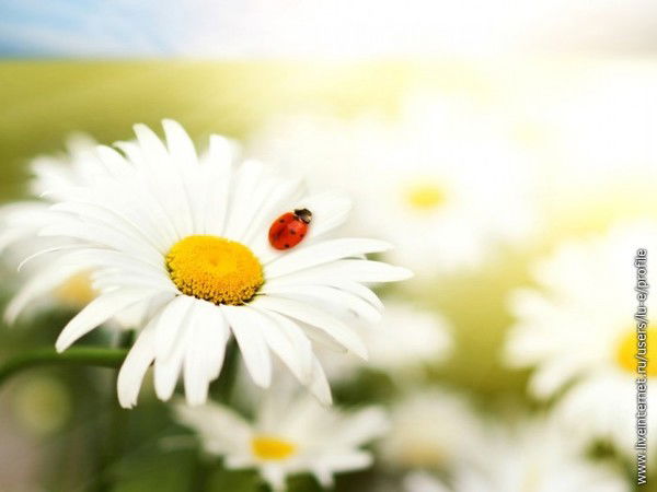 Ольга Ананьина