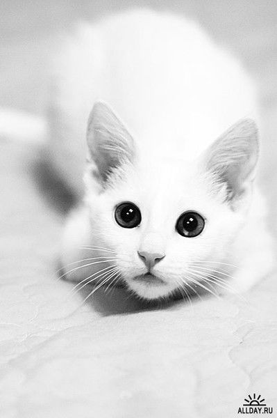 Наташа Бразговка