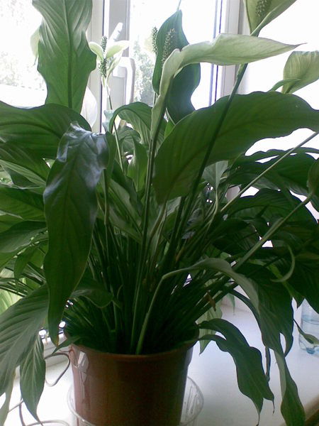 Марина Турчанова