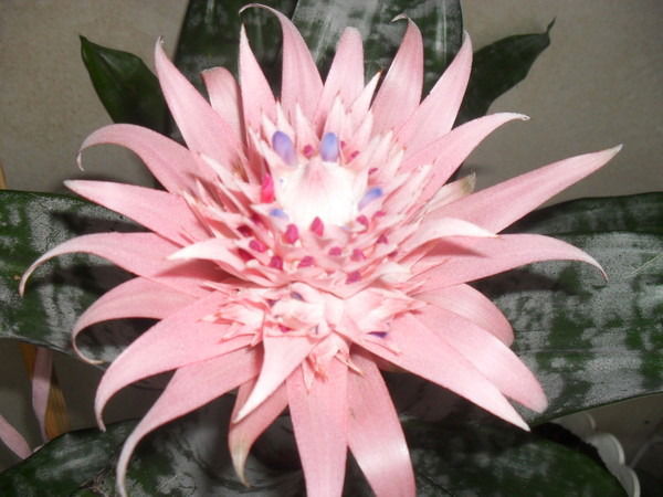 Р****я Р*******а