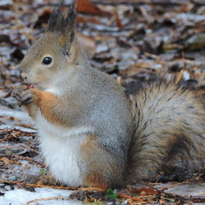 Татьяна Макарова