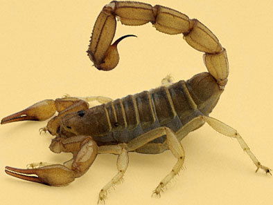 Мухит Омиртаев