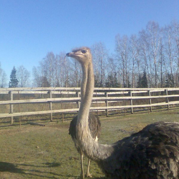 Евгений Аристархов