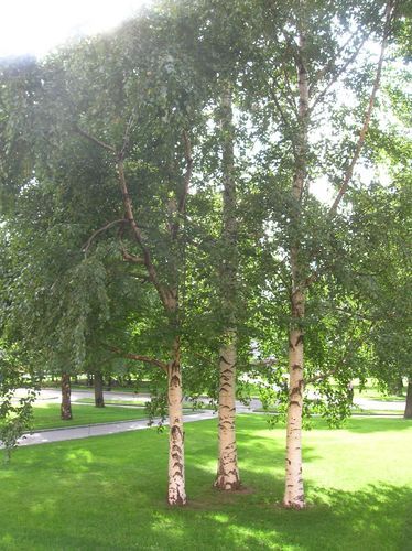 Victoriya Chuloshnikov