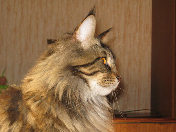 Ирина Светильникова