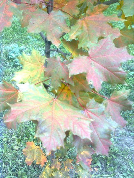 Евгения Скачкова