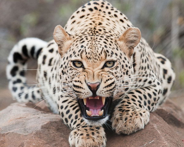 Светлана Саттарова