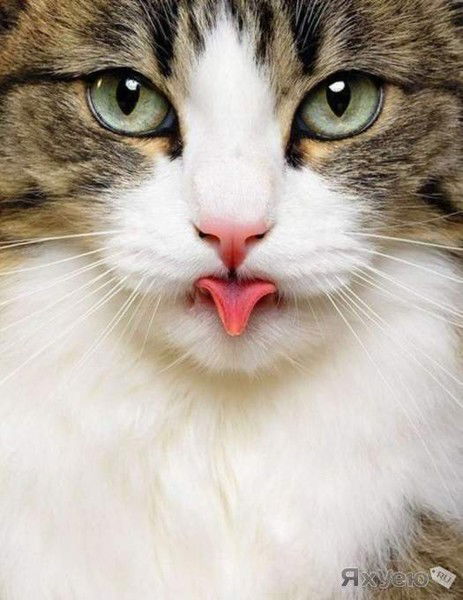 Екатерина Шавалиева