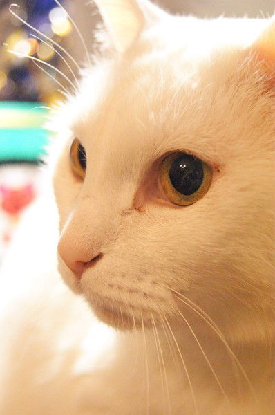 Инна Ганцевская