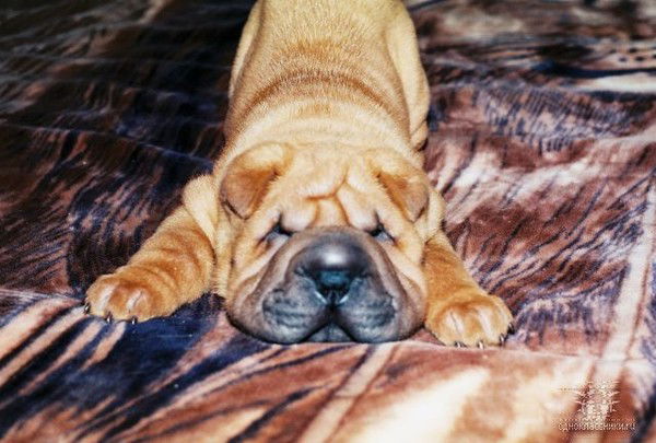 Людмила Владимирова