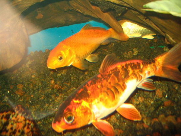 Виталий Мельников