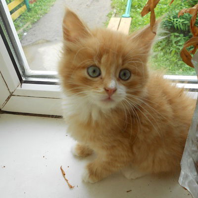 Вика Васильева