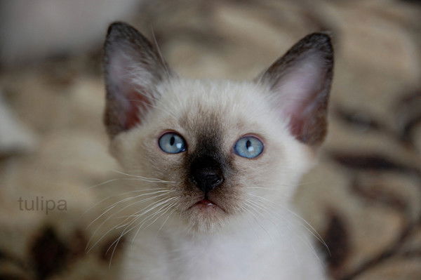 Алексей Каралов