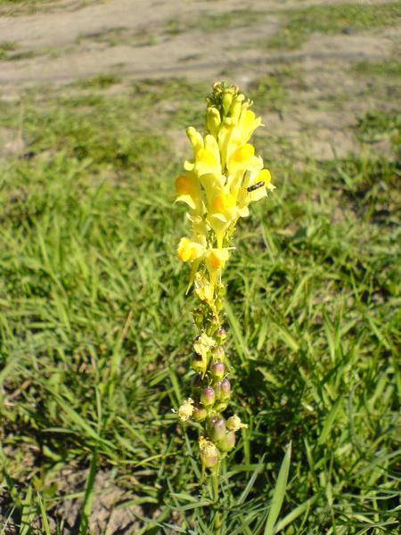 Павел Черномаз