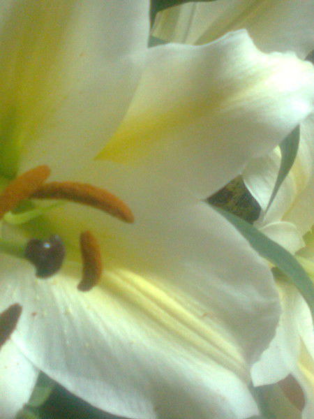 Наталья Шумейко