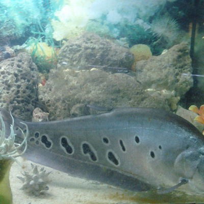 Никита Гамов