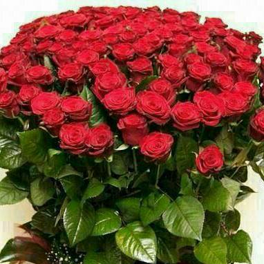 Никифорова Гелена