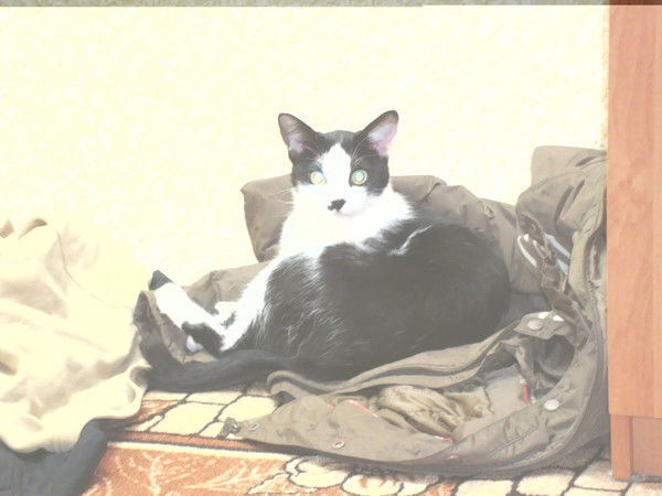 Ольга Коваленко