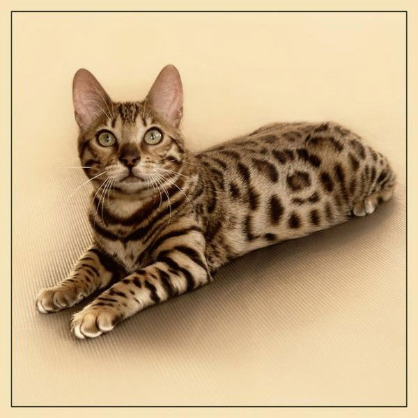 Виктория Иванова