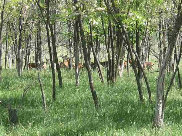 Валентина Гуреева