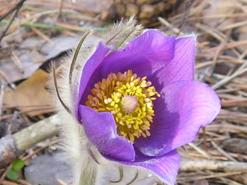 Алексей Соколов